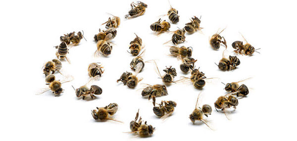 продукты пчеловодства отзывы