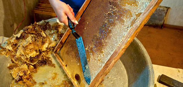 пчёлы откачка мёда