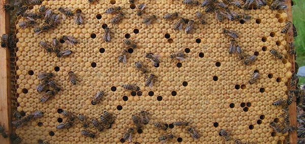 все о пчелах и пчеловодстве для начинающих