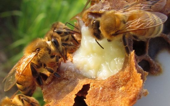 Мед с маточным молочком: полезные свойства и противопоказания  