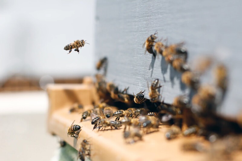 Пчелы – убийцы?