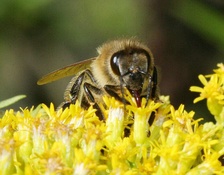 Пчела, собирающая нектар