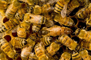 Зимой пчелы располагаются вплотную друг к дружке, для сохранения тепла