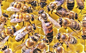 Пчелы крупно