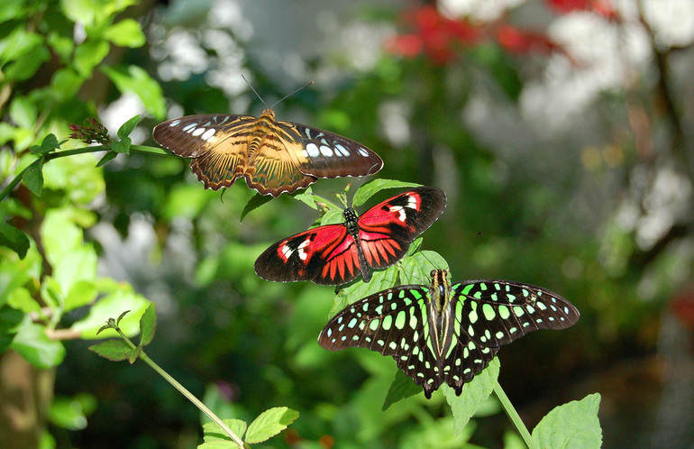 Отряд бабочки: размножение, питание, строение и основные подвиды