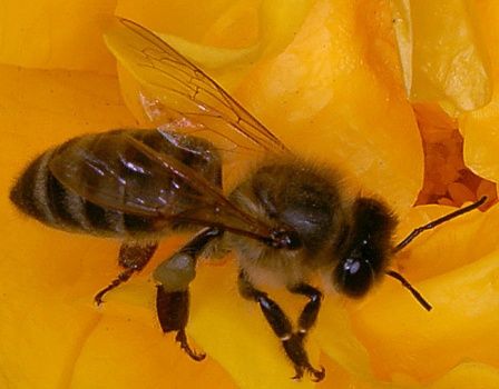 Пчелиная семья: сколько пчел, состав, обязанности, устройство, деление и их функции