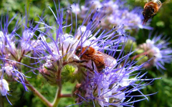 Пчелы опыляют фацелию