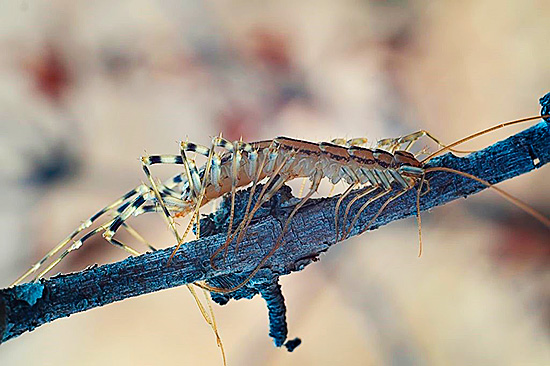 В природных условиях многоножка питается мелкими насекомыми