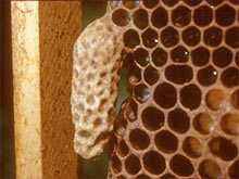 Для королев обычно требуется более широкая ячейка по сравнению с рабочими пчелами