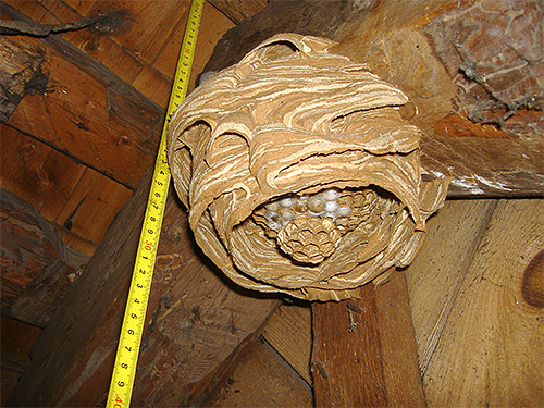 для постройки гнезда шершни используют целлюлозу (многократно пережеванную кору деревьев)