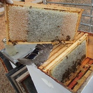 Виды и размеры пчелиных сот