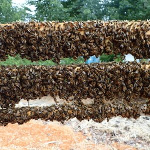 Виды и размеры пчелиных сот фото