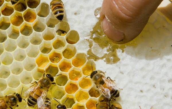Пчела-насекомое-Описание-особенности-виды-образ-жизни-и-среда-обитания-пчелы-2