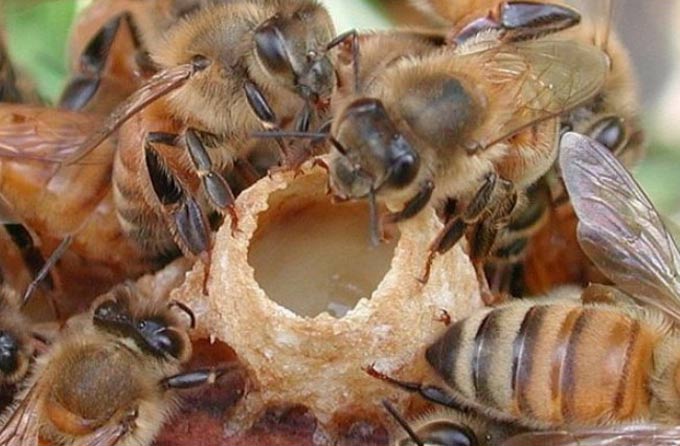 пчелы на маточнике
