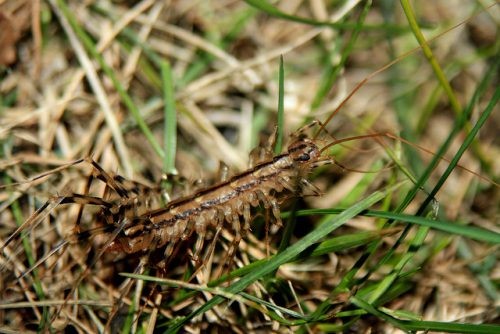 В природе мухоловки живут в палой листве и траве