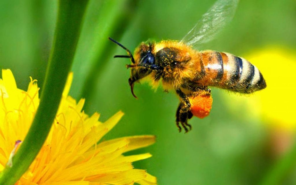 Благодаря собирательному типу лапок пчела может 