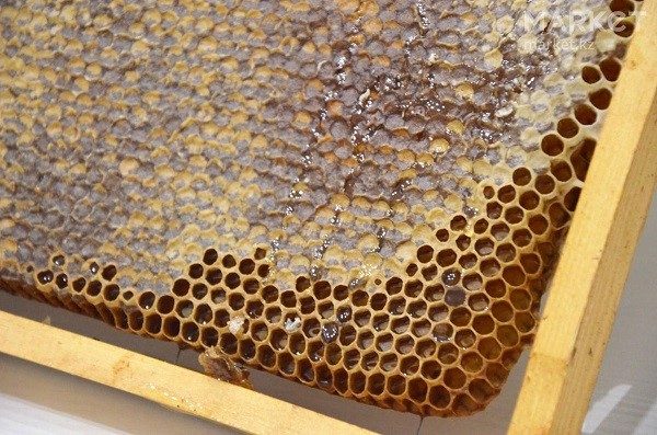Можно ли есть пчелиные соты?