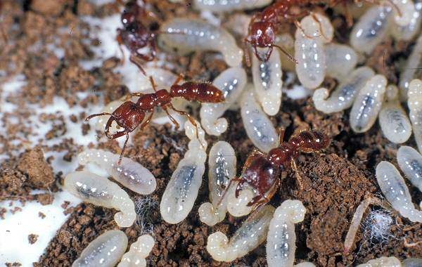 Муравей-насекомое-Описание-особенности-виды-образ-жизни-и-среда-обитания-муравья-19