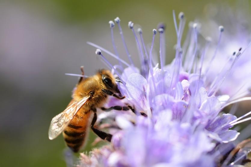 Пчела на цветке фацелии