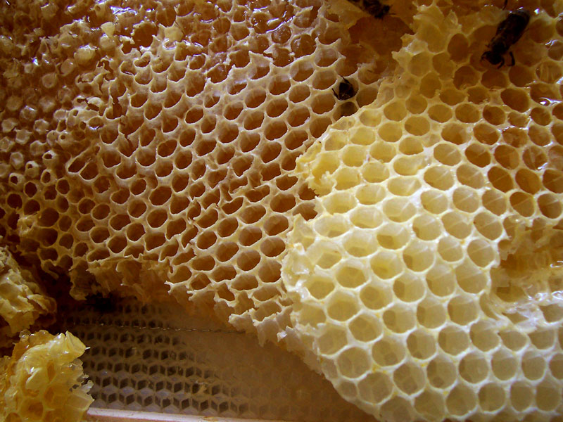 как правильно есть пчелиные соты