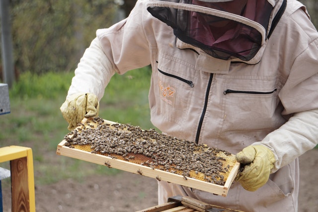 Осмотр пчелиной рамки