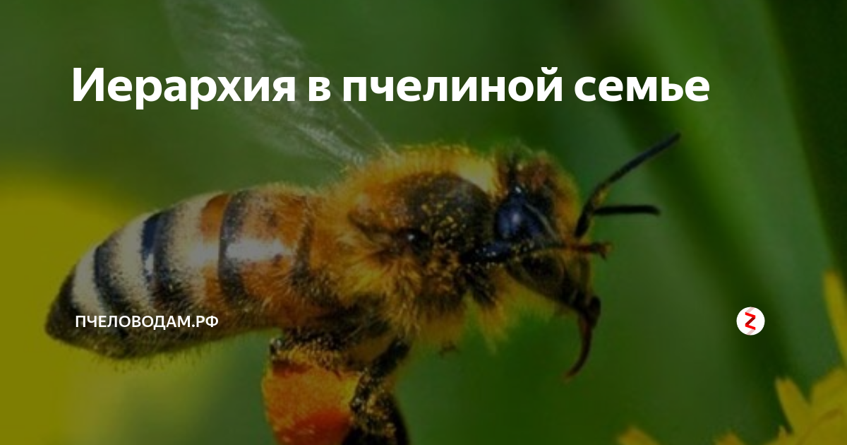 ✅ сколько живет рабочая пчела, продолжительность жизни медоносной пчелы в улье