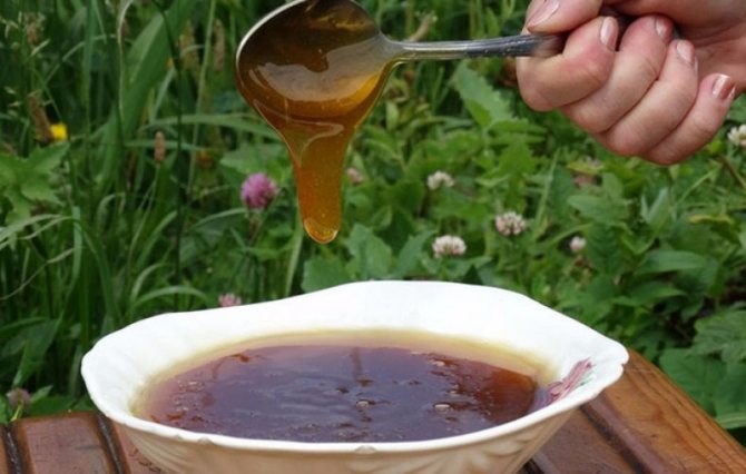 Дягилевый мед как отличить от подделки фото