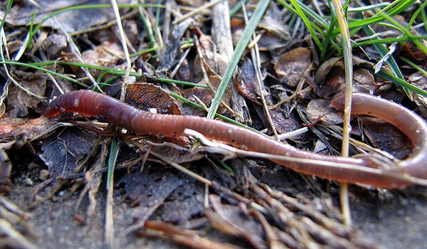 Фото: Дождевой червь в природе
