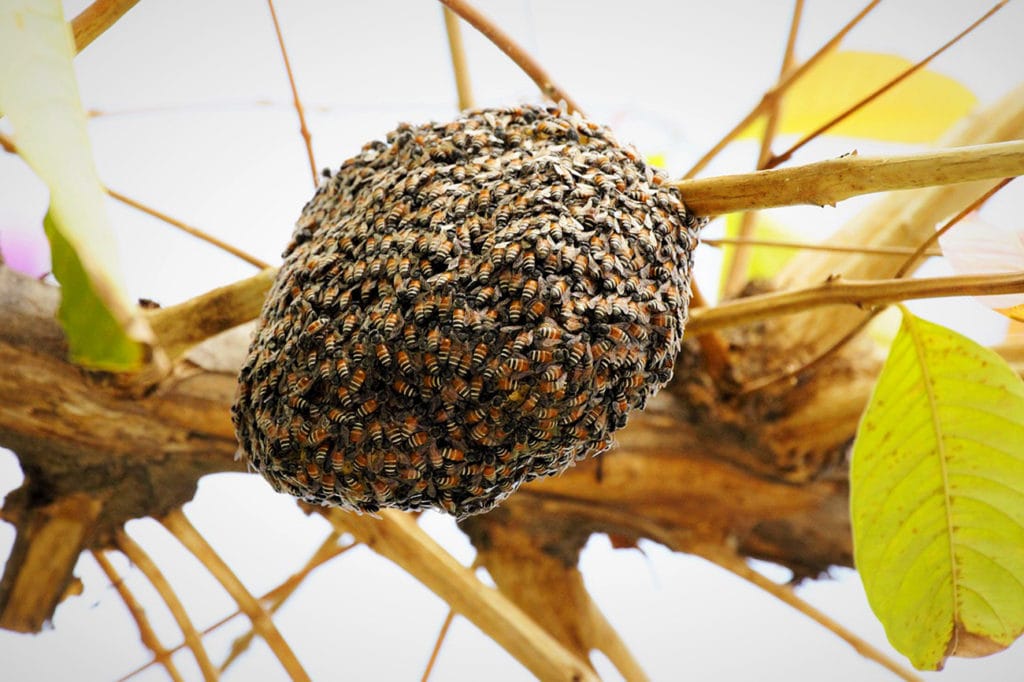 Пчелиное гнездо