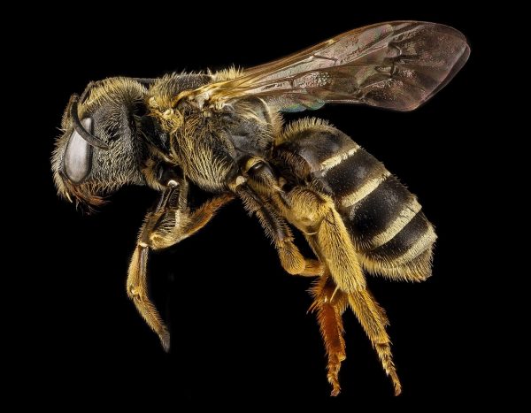 Пчела крупным планом