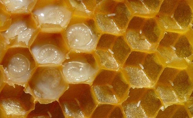 Выращивание пчелиного расплода