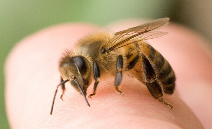 Апитерапия – секреты пчелиного яда, технология лечения