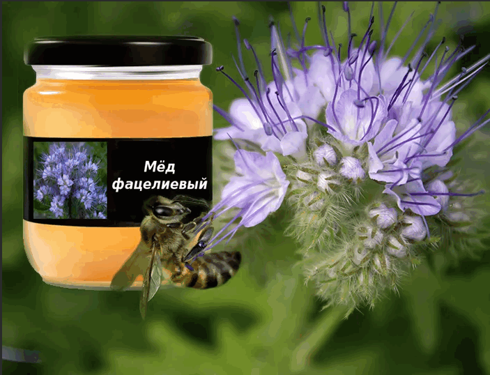 Фацелиевый мед: полезные свойства, сколько получается с гектара, цвет, применение