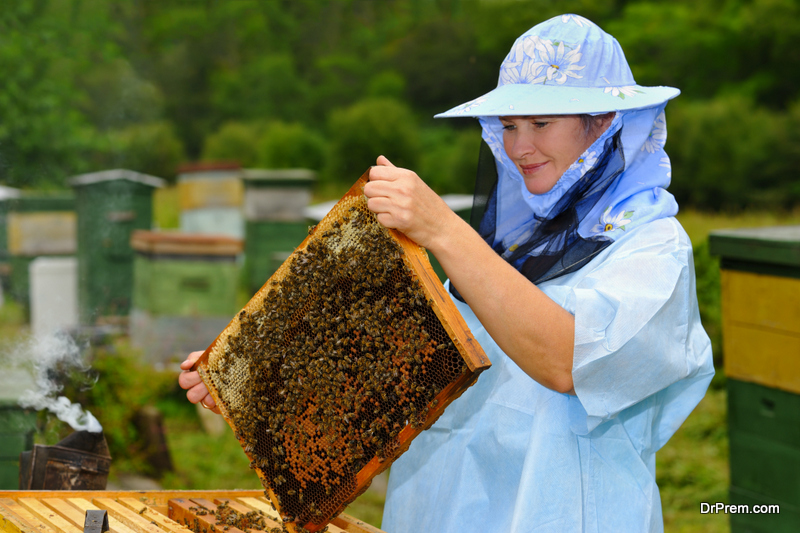 Разведение пчел с целью получения прибыли
