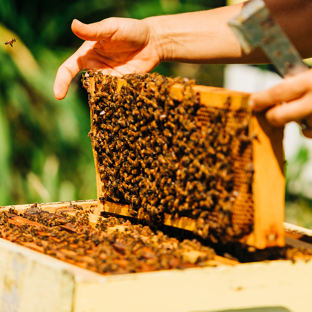 Пересадка пчел из пчелопакета в улей: подготовка и процесс