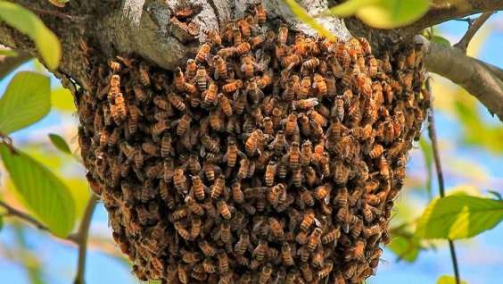 Как предотвратить роение пчел: классификация методов борьбы с роением пчел
