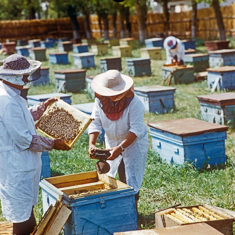 Сколько стоит улей с пчелами: стоимость семьи и роя, особенности покупки