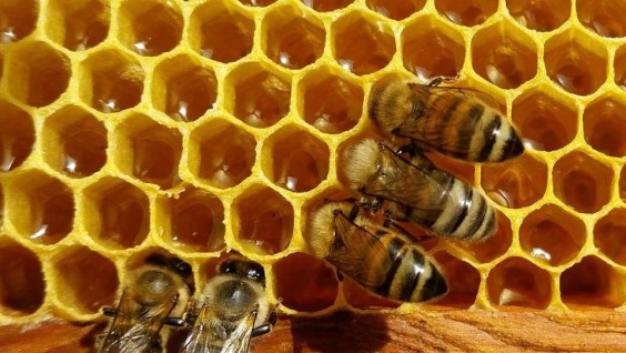 Пчелиные соты: полезные свойства, как употреблять