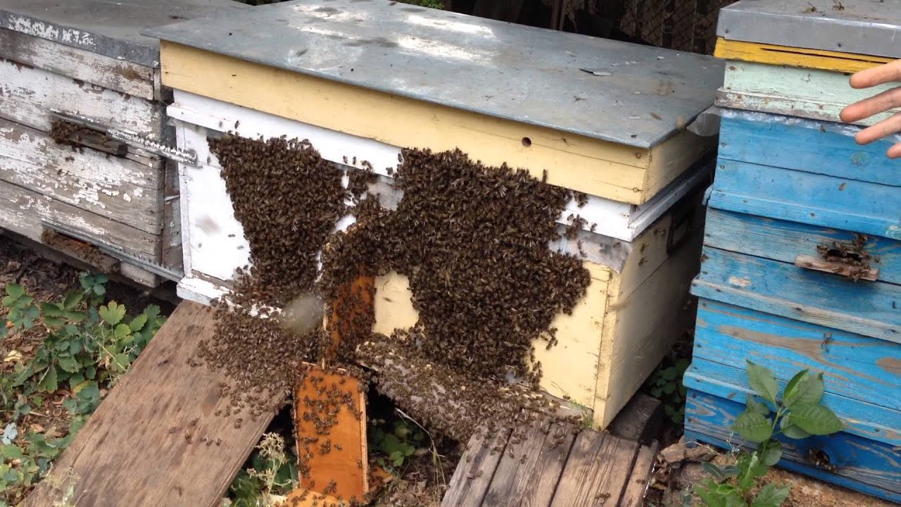 Состав и обязанности пчелиной семьи — пчеловодство