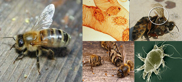 Акарапидоз как основная причина массовой гибели пчёл