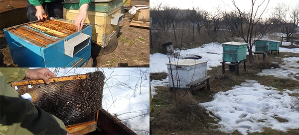 Первый осмотр и обработка пчёл весной