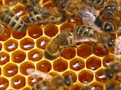 Натуральный мед, польза и вред
