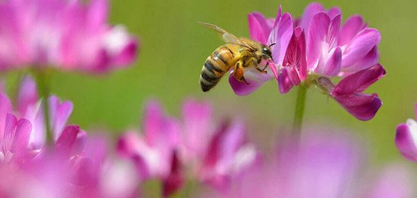 как пчёлы делают мёд