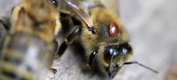 аскосфероз пчел