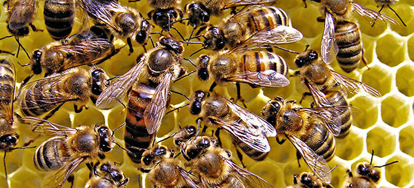 семья медоносных пчёл
