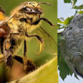 пчела и оса