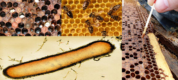 Гнилец у пчел: симптомы, лечение, профилактика