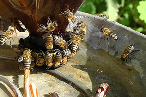 как поить пчел весной