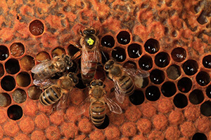 наращивание пчел весной