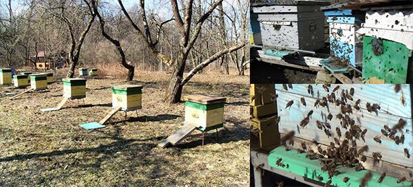 Весенний облет пчел: значение, сроки, особенности проведения